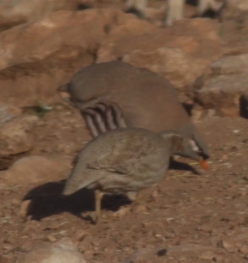 漠鹑(Ammoperdix griseogularis)