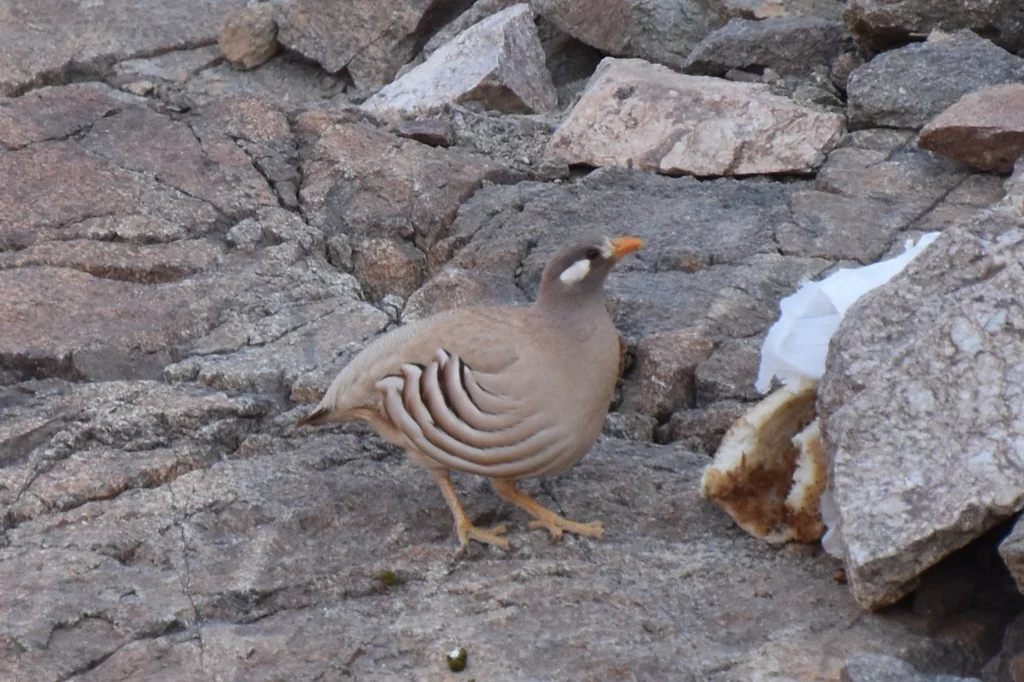 沙鹑(Ammoperdix heyi)