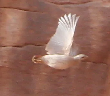 沙鹑(Ammoperdix heyi)