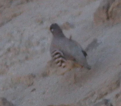 沙鹑(Ammoperdix heyi)