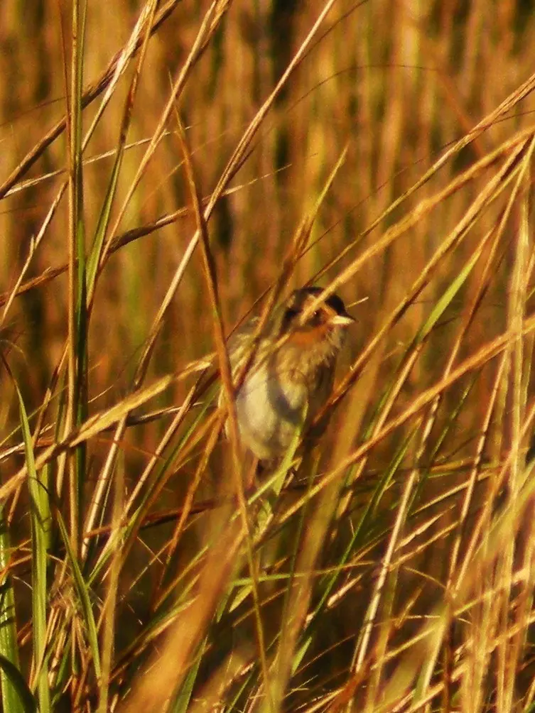 尖尾沙鹀(Ammospiza caudacuta)