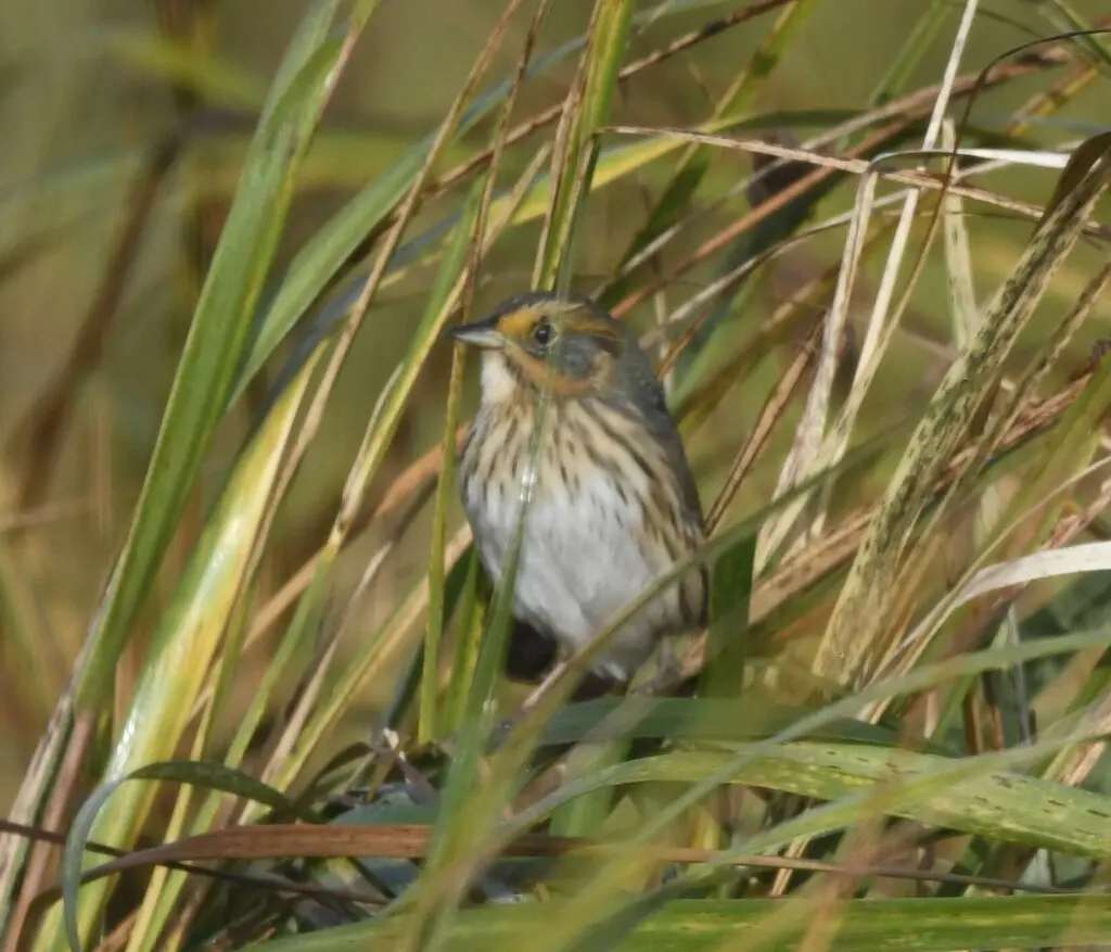 尖尾沙鹀(Ammospiza caudacuta)