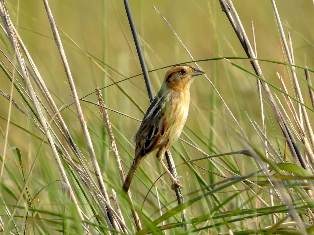 纳氏沙鹀(Ammospiza nelsoni)