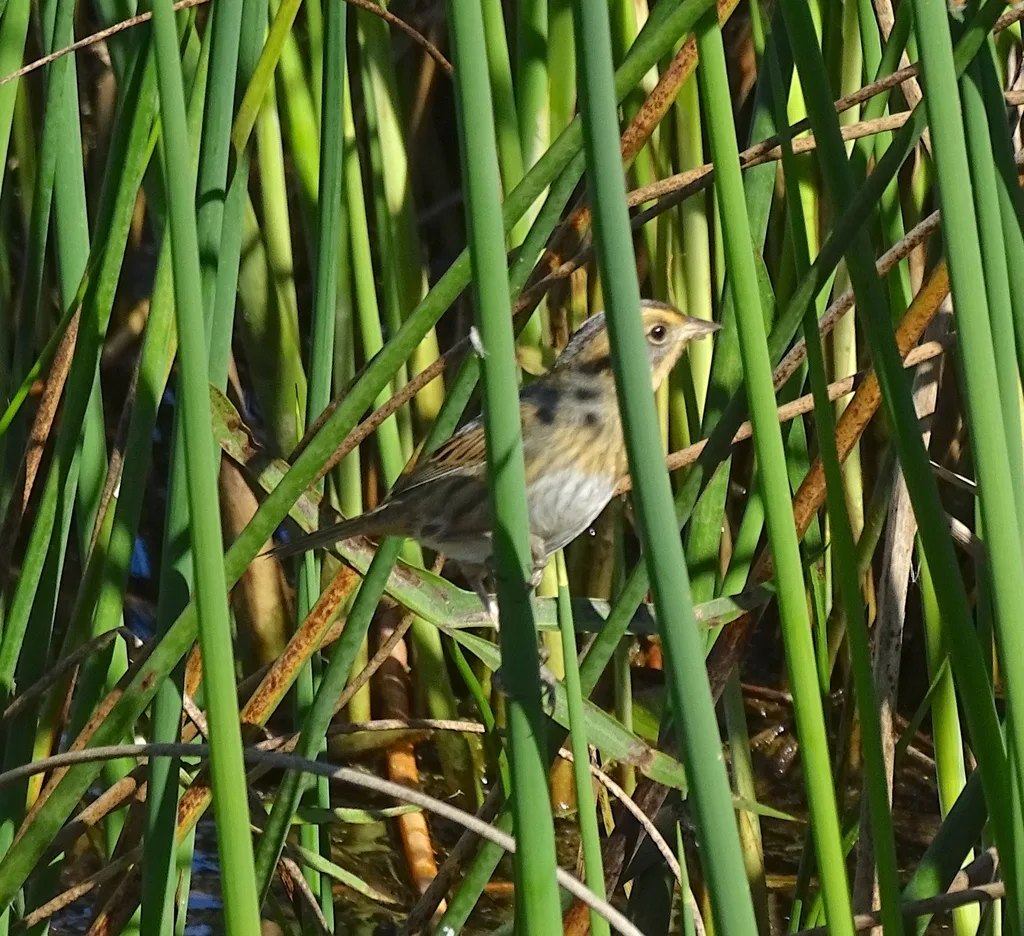 纳氏沙鹀(Ammospiza nelsoni)