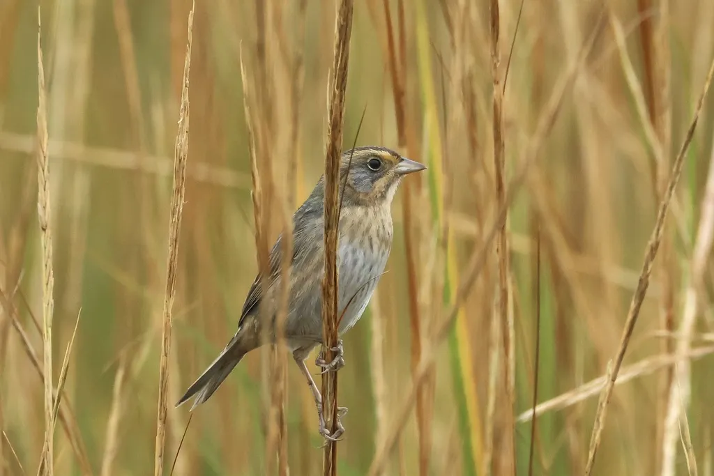 纳氏沙鹀(Ammospiza nelsoni)