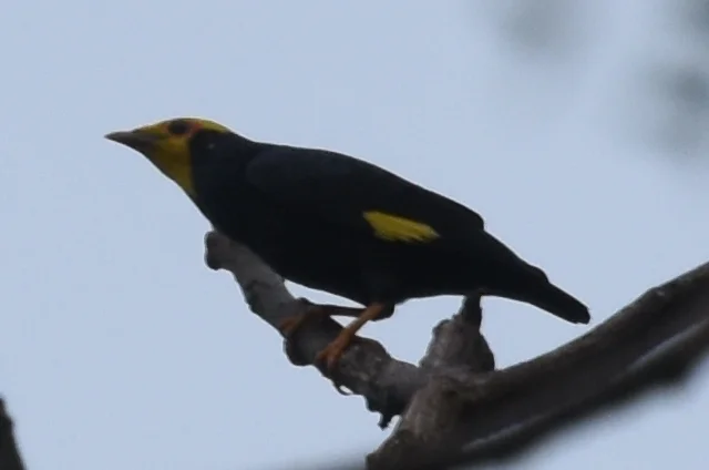 金冠树八哥(Ampeliceps coronatus)