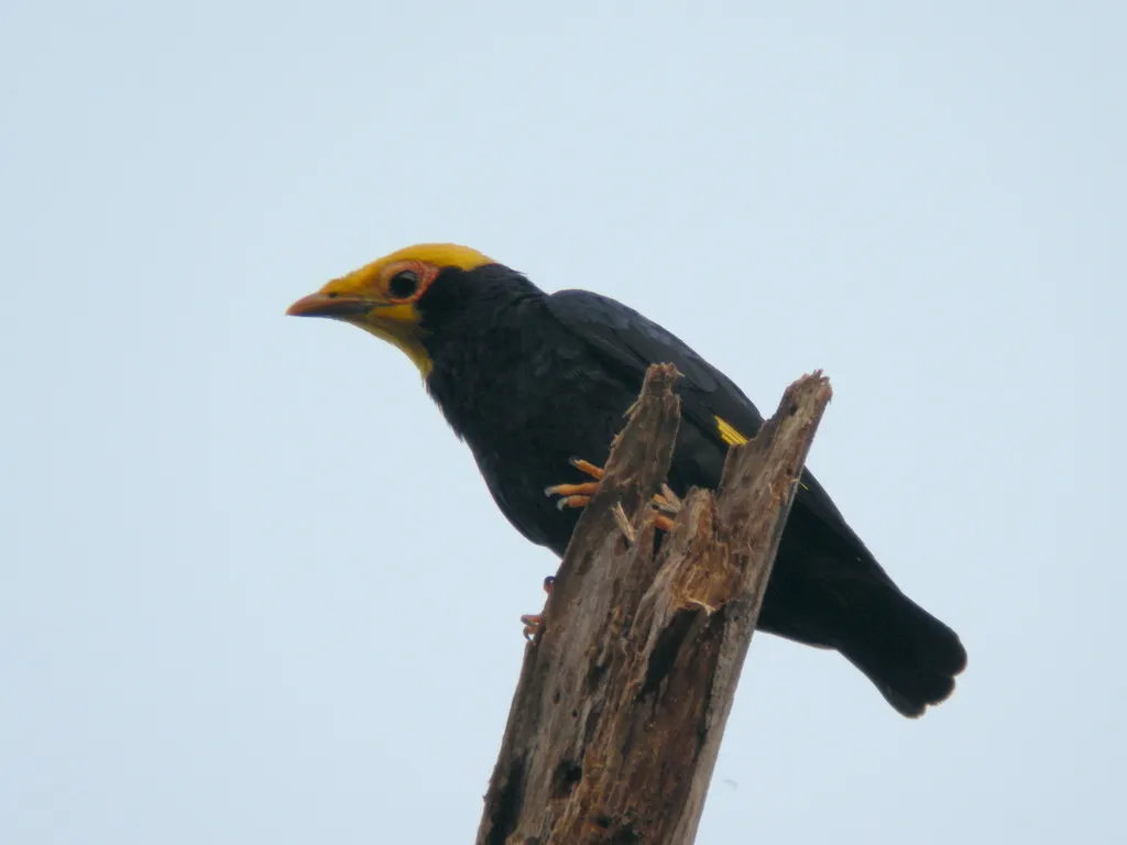 金冠树八哥(Ampeliceps coronatus)