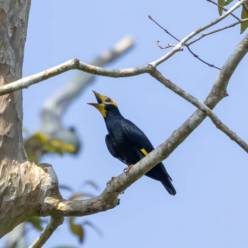 金冠树八哥(Ampeliceps coronatus)