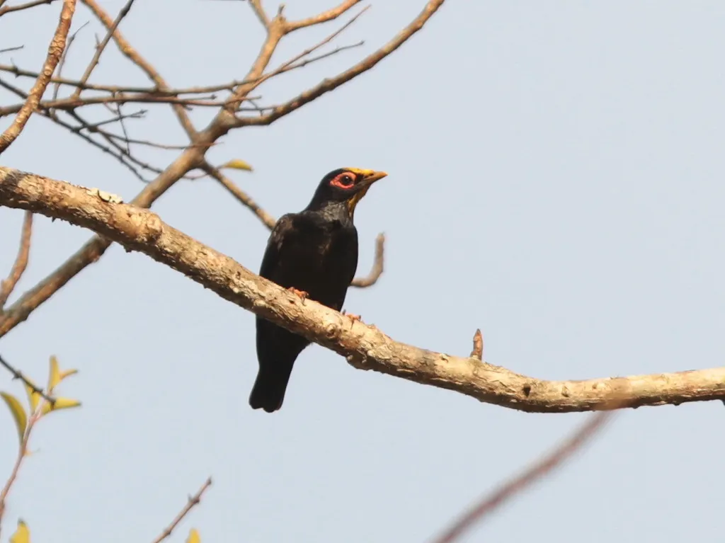 金冠树八哥(Ampeliceps coronatus)