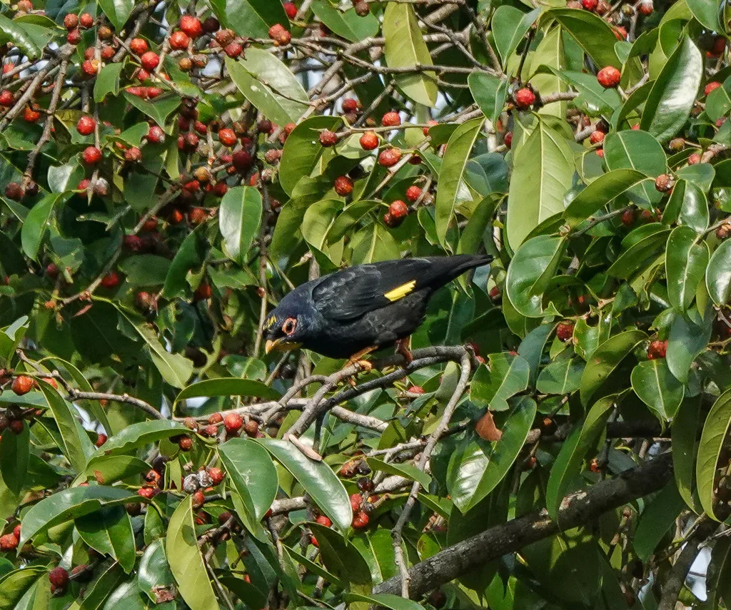 金冠树八哥(Ampeliceps coronatus)