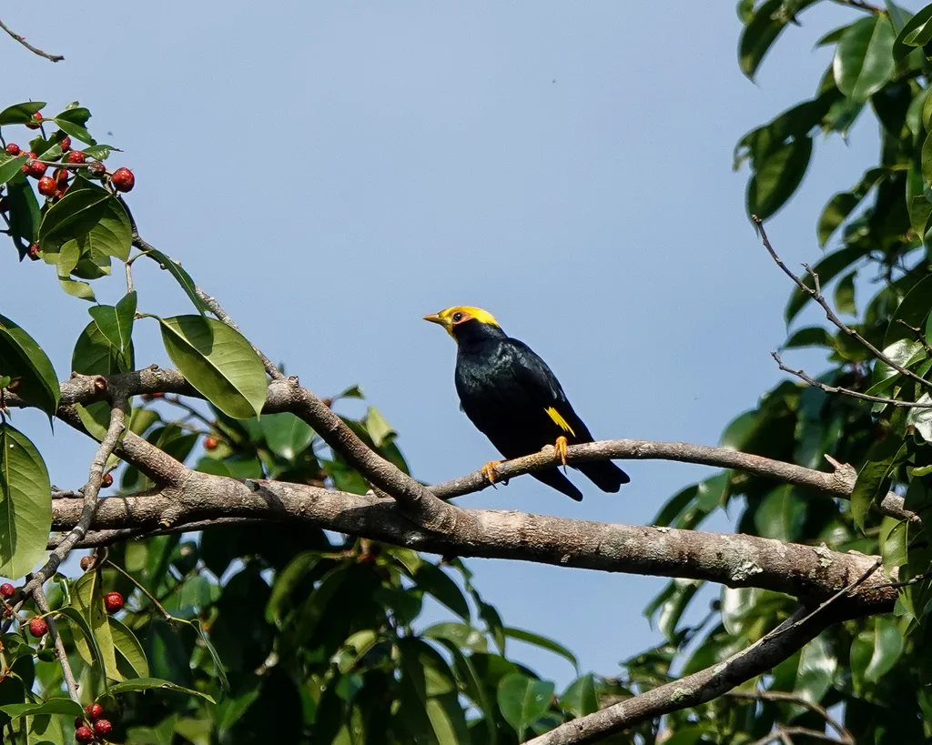 金冠树八哥(Ampeliceps coronatus)