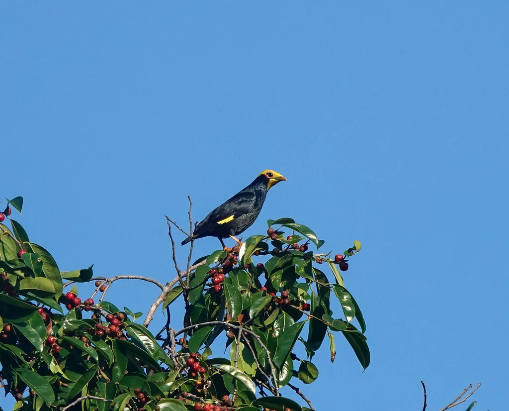 金冠树八哥(Ampeliceps coronatus)