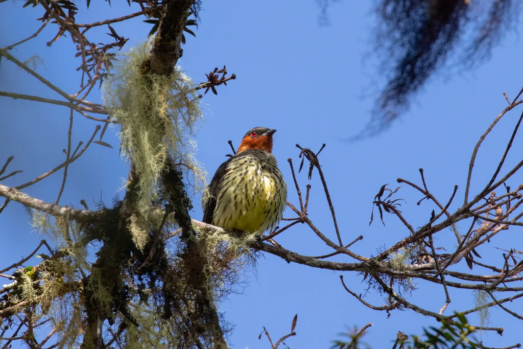 栗冠伞鸟(Ampelion rufaxilla)