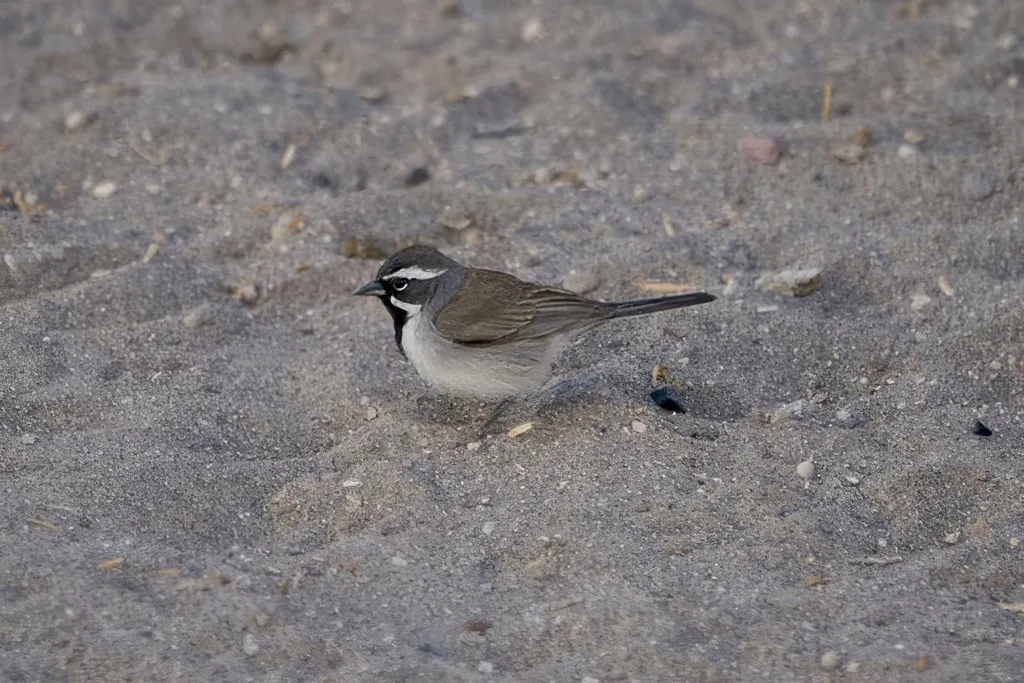 黑喉漠鹀(Amphispiza bilineata)