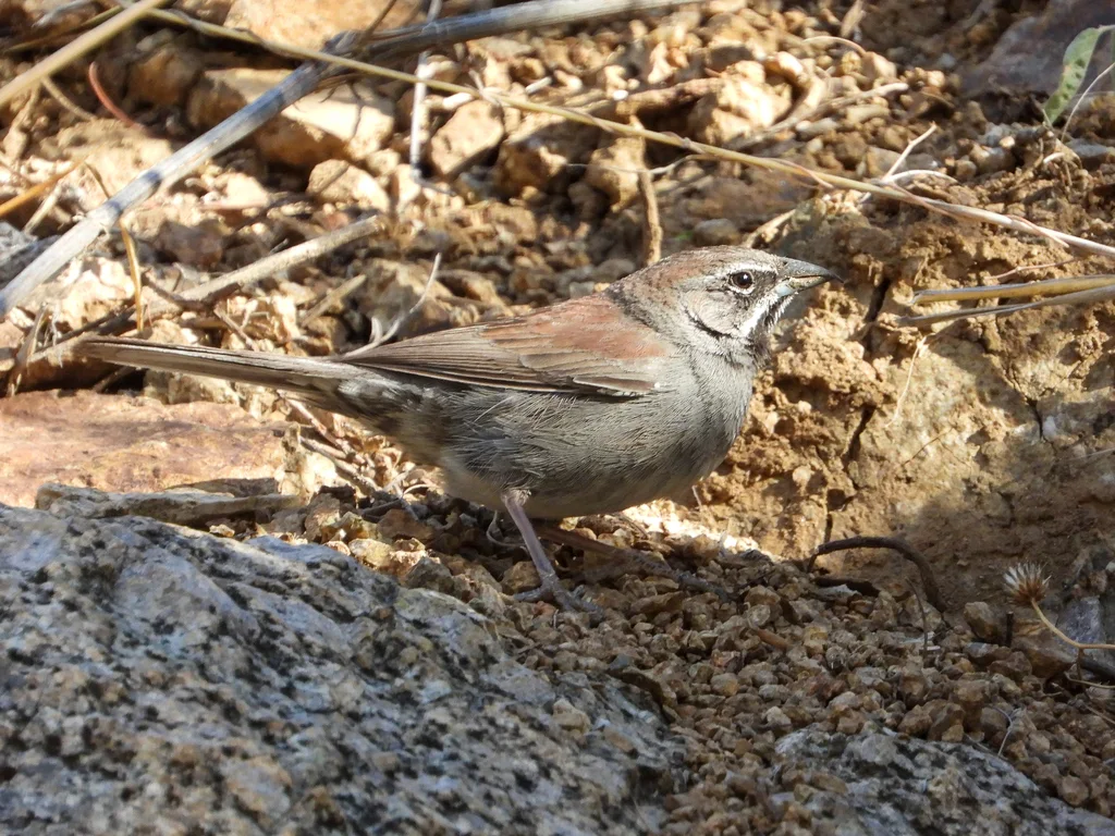 五纹猛雀鹀(Amphispizopsis quinquestriata)