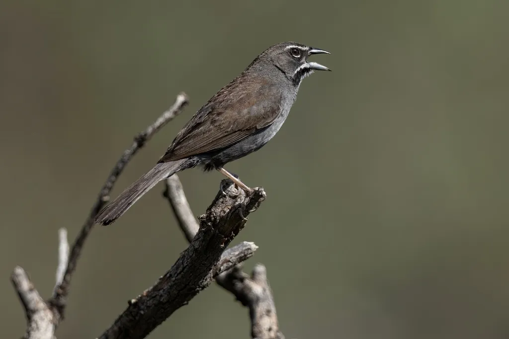 五纹猛雀鹀(Amphispizopsis quinquestriata)
