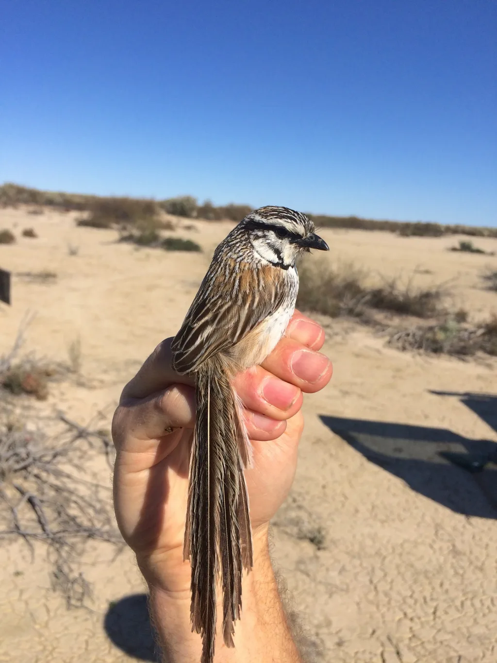 灰草鹩莺(Amytornis barbatus)