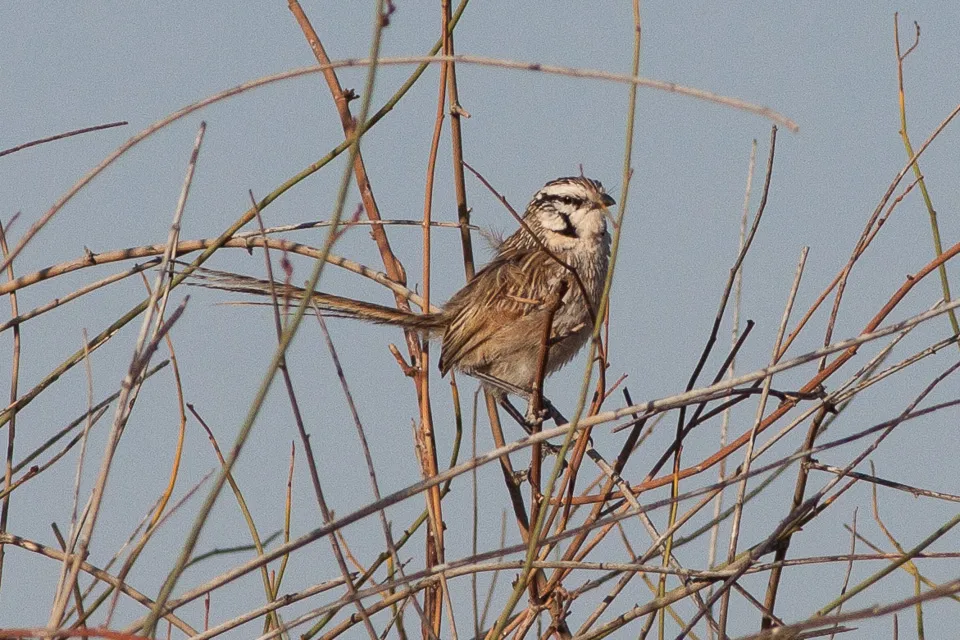 灰草鹩莺(Amytornis barbatus)