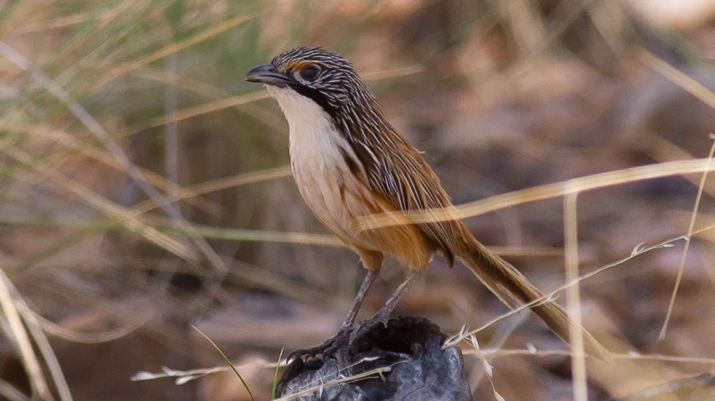 多氏草鹩莺(Amytornis dorotheae)
