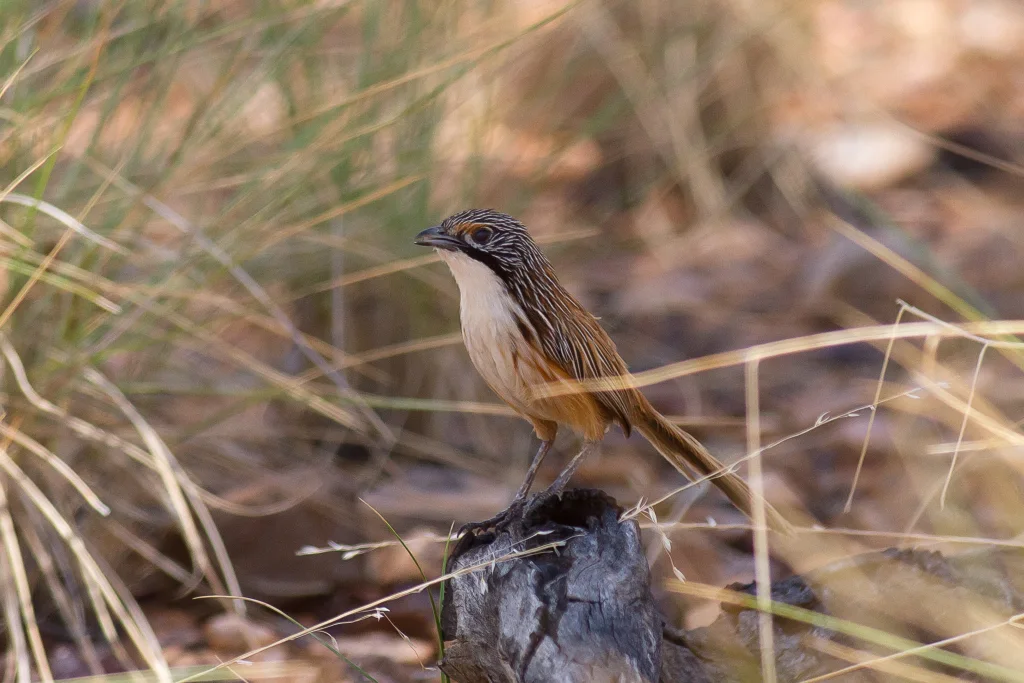 短尾草鹩莺(Amytornis merrotsyi)