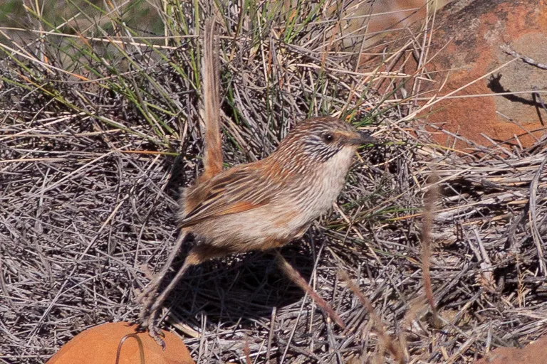 短尾草鹩莺(Amytornis merrotsyi)