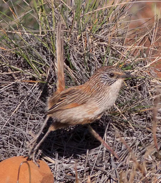 短尾草鹩莺(Amytornis merrotsyi)