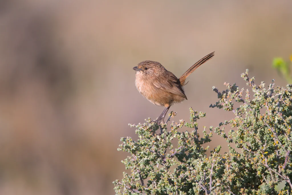 厚嘴鹩莺(Amytornis modestus)