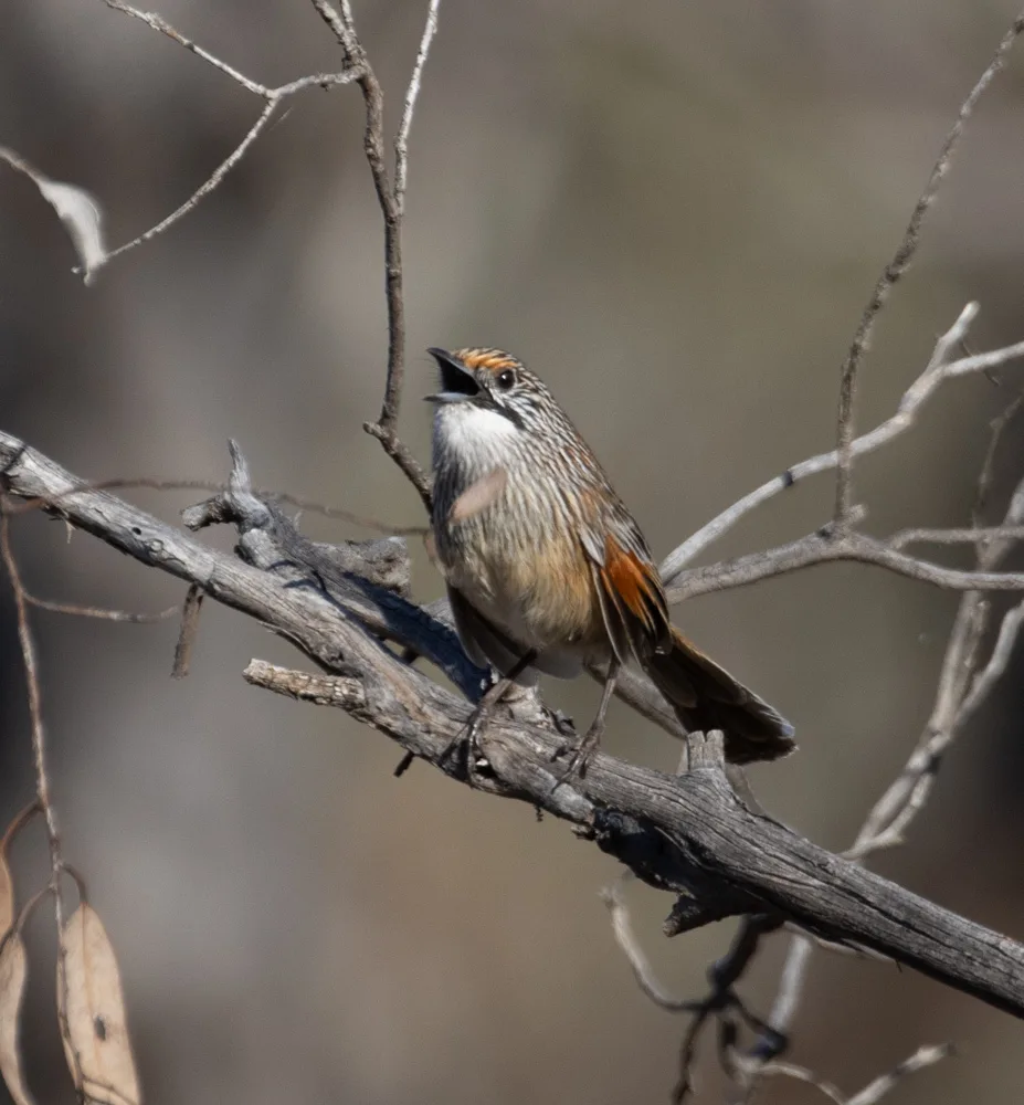 纹草鹩莺(Amytornis striatus)