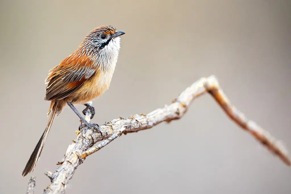 棕草鹩莺(Amytornis whitei)