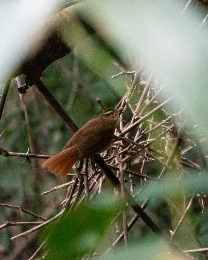 白眉拾叶雀(Anabacerthia amaurotis)