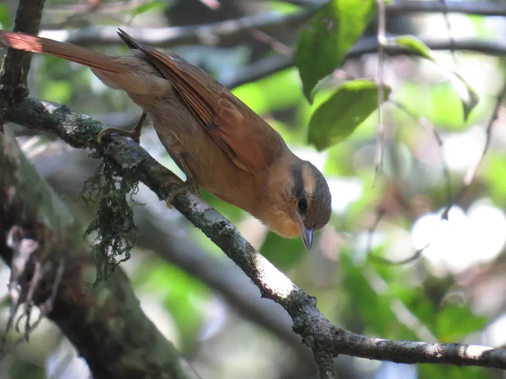 赭胸拾叶雀（Anabacerthia lichtensteini）