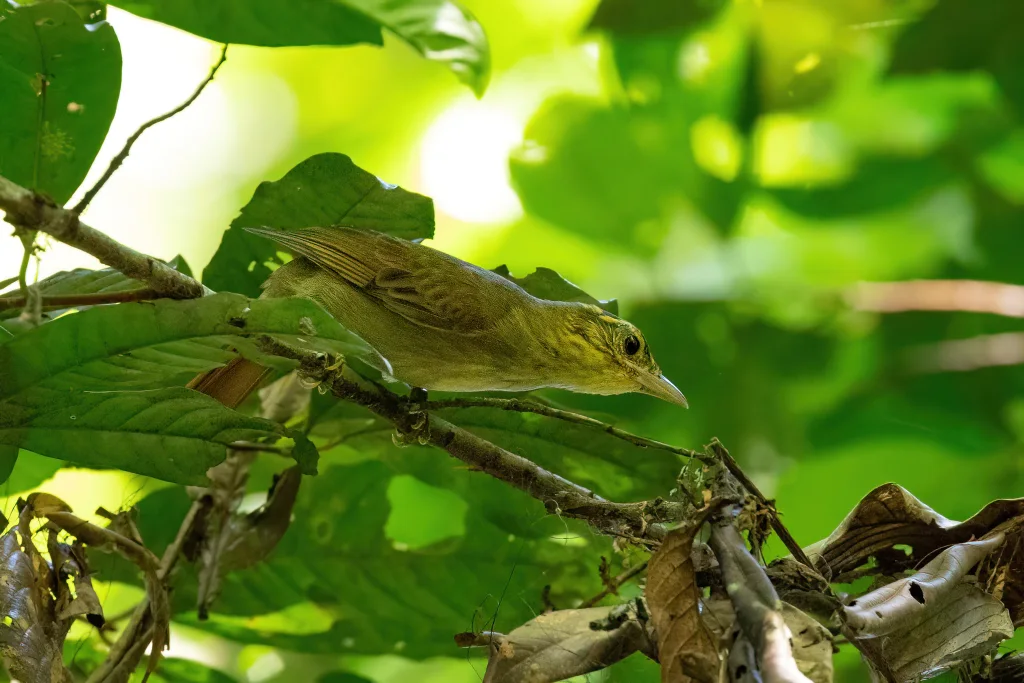 棕尾拾叶雀(Anabacerthia ruficaudata)