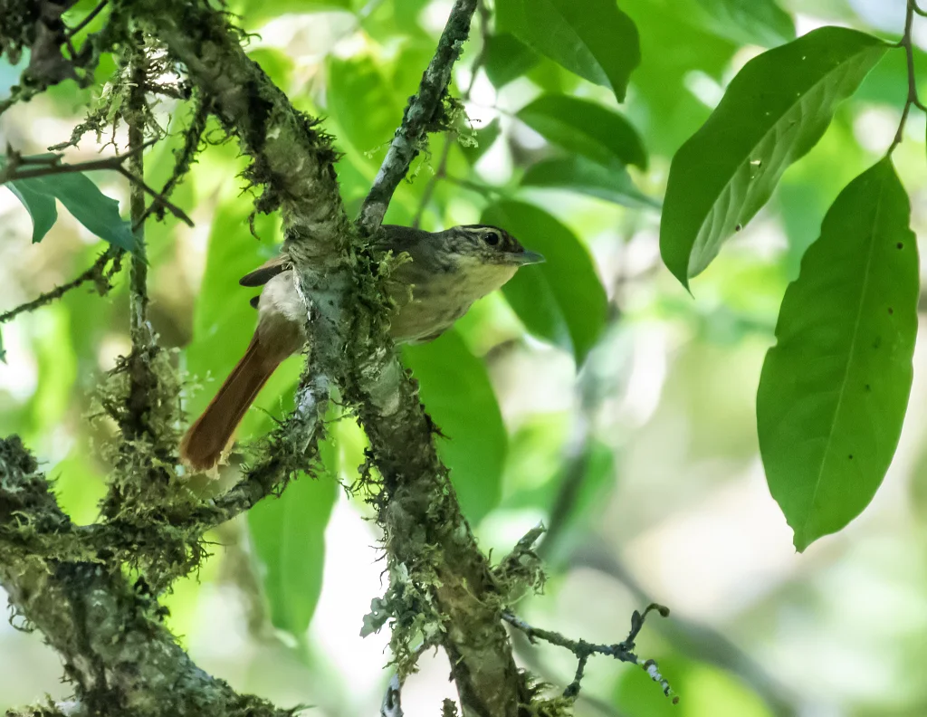 棕尾拾叶雀(Anabacerthia ruficaudata)