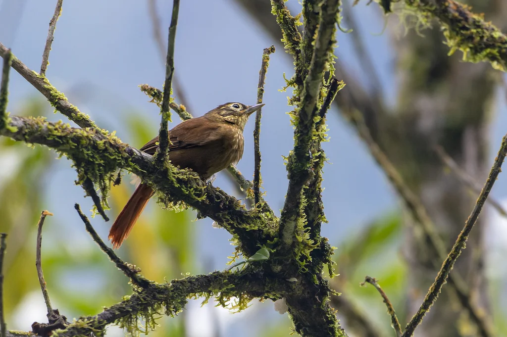 高山拾叶雀(Anabacerthia striaticollis)