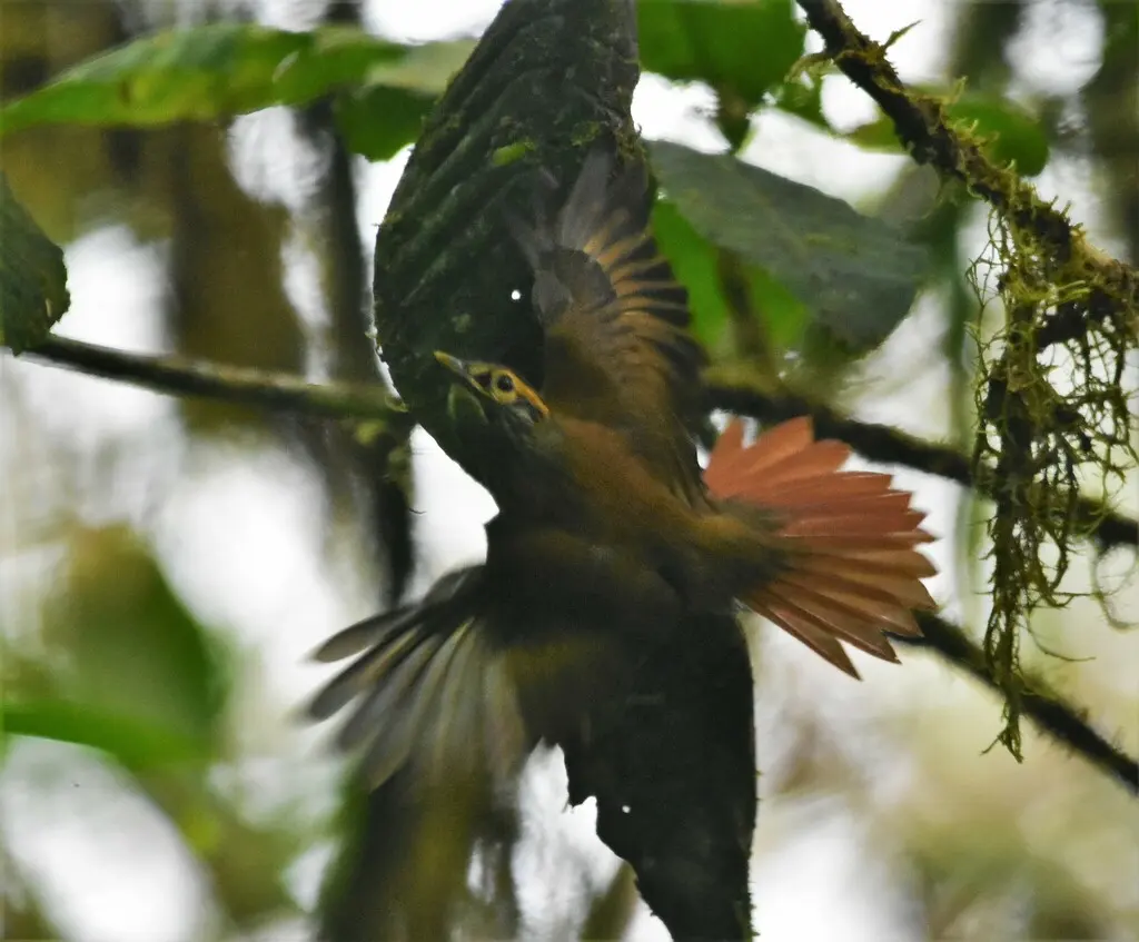 鳞喉拾叶雀（Anabacerthia variegaticeps）