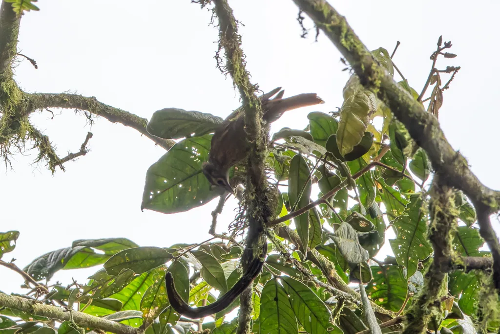 鳞喉拾叶雀（Anabacerthia variegaticeps）