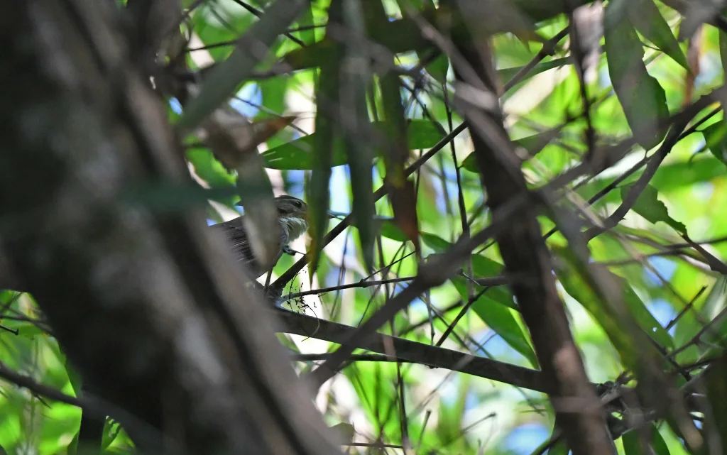 冠拾叶雀(Anabazenops dorsalis)