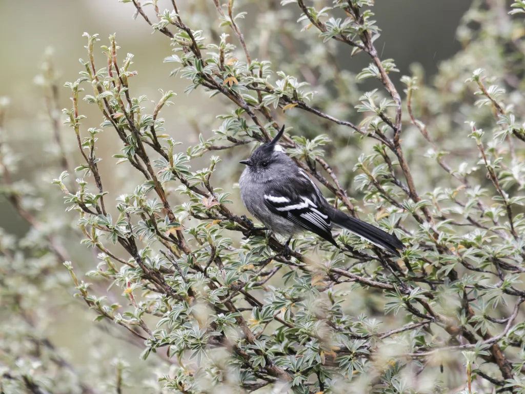 灰胸雀霸鹟(Anairetes alpinus)