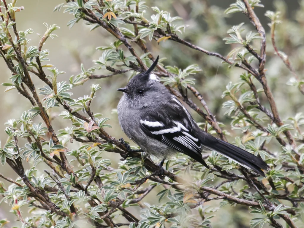 灰胸雀霸鹟(Anairetes alpinus)