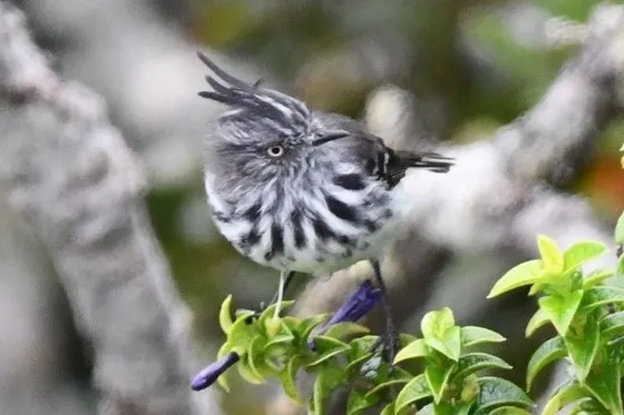 弗南多斯雀霸鹟（Anairetes fernandezianus）