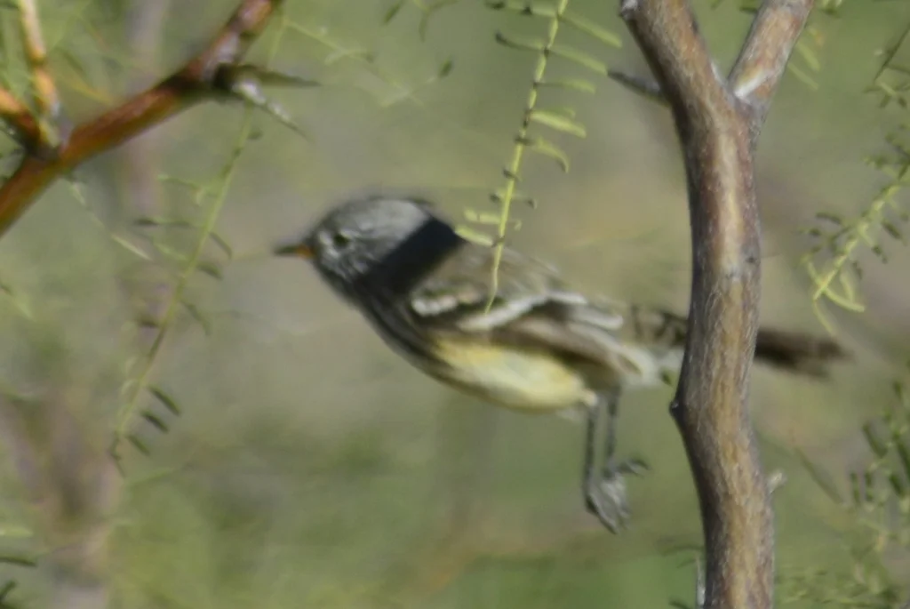 黄嘴雀霸鹟(Anairetes flavirostris)