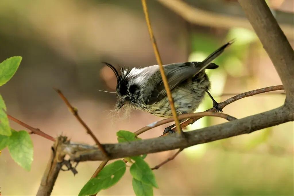须雀霸鹟(Anairetes parulus)