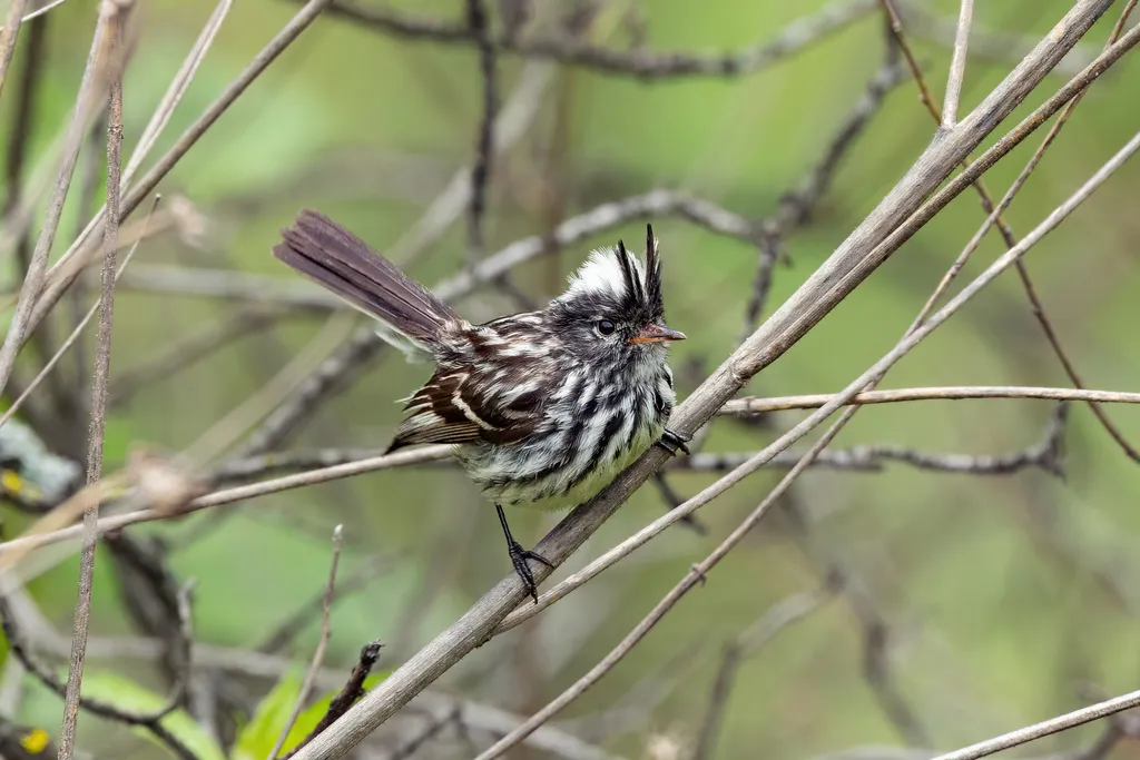 斑冠雀霸鹟(Anairetes reguloides)