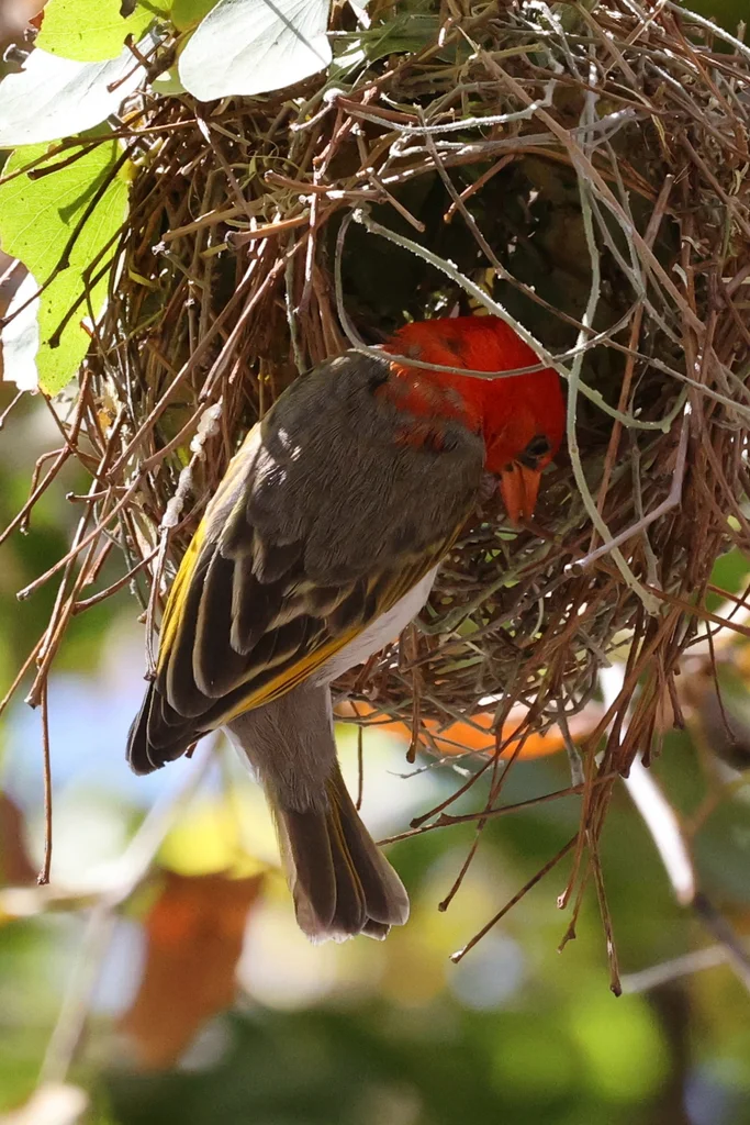 红头编织雀(Anaplectes rubriceps)
