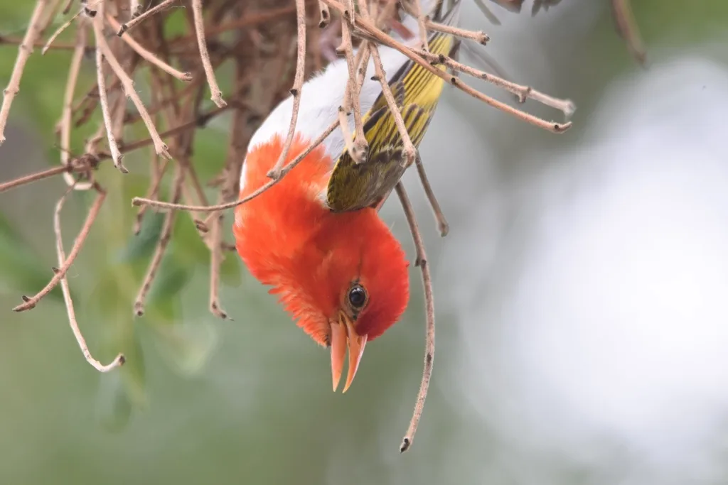 红头编织雀(Anaplectes rubriceps)