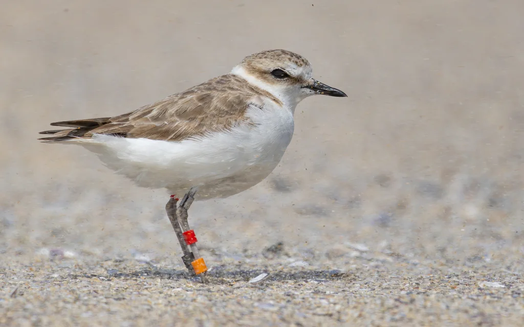 环颈鸻(Anarhynchus alexandrinus)