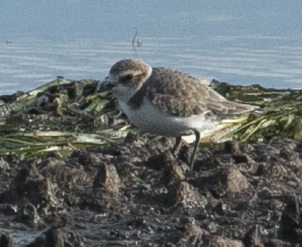 环颈鸻(Anarhynchus alexandrinus)