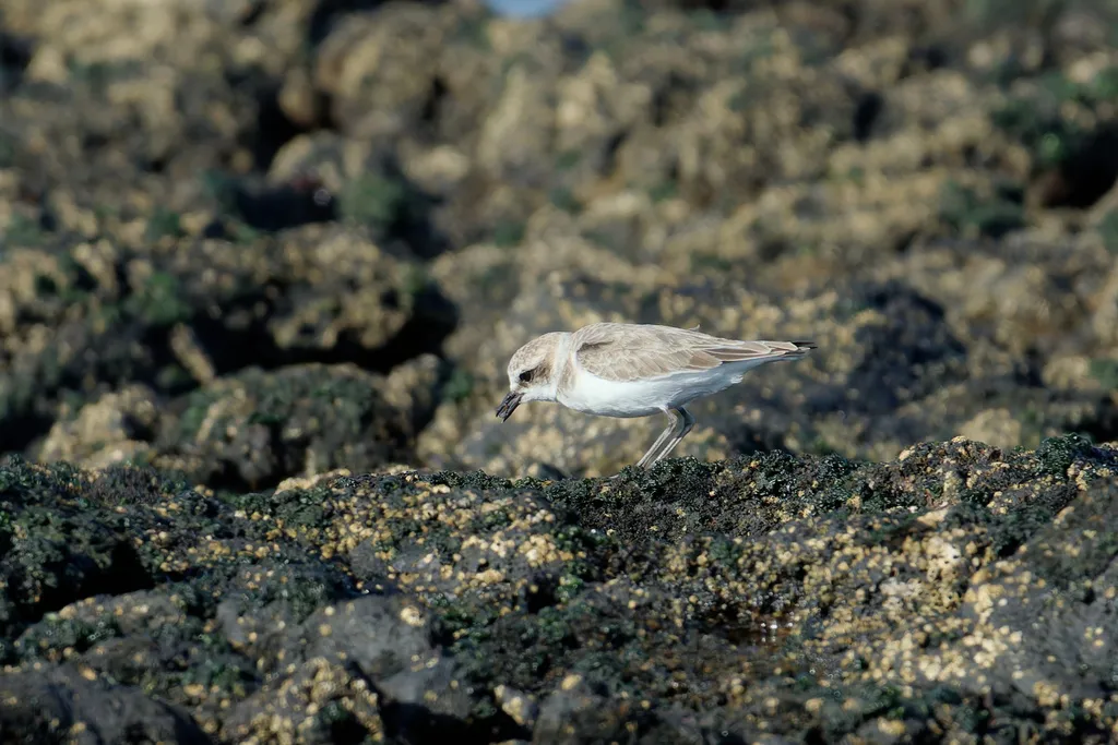 环颈鸻(Anarhynchus alexandrinus)