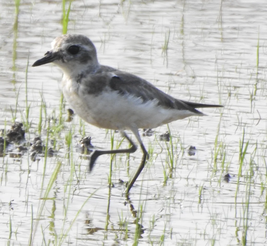 青藏沙鸻(Anarhynchus atrifrons)