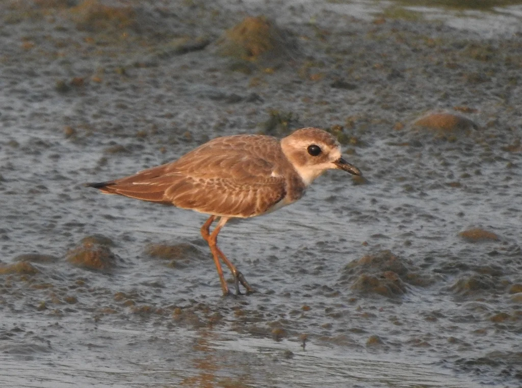 青藏沙鸻(Anarhynchus atrifrons)